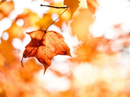 Fall in Chinese Medicine
