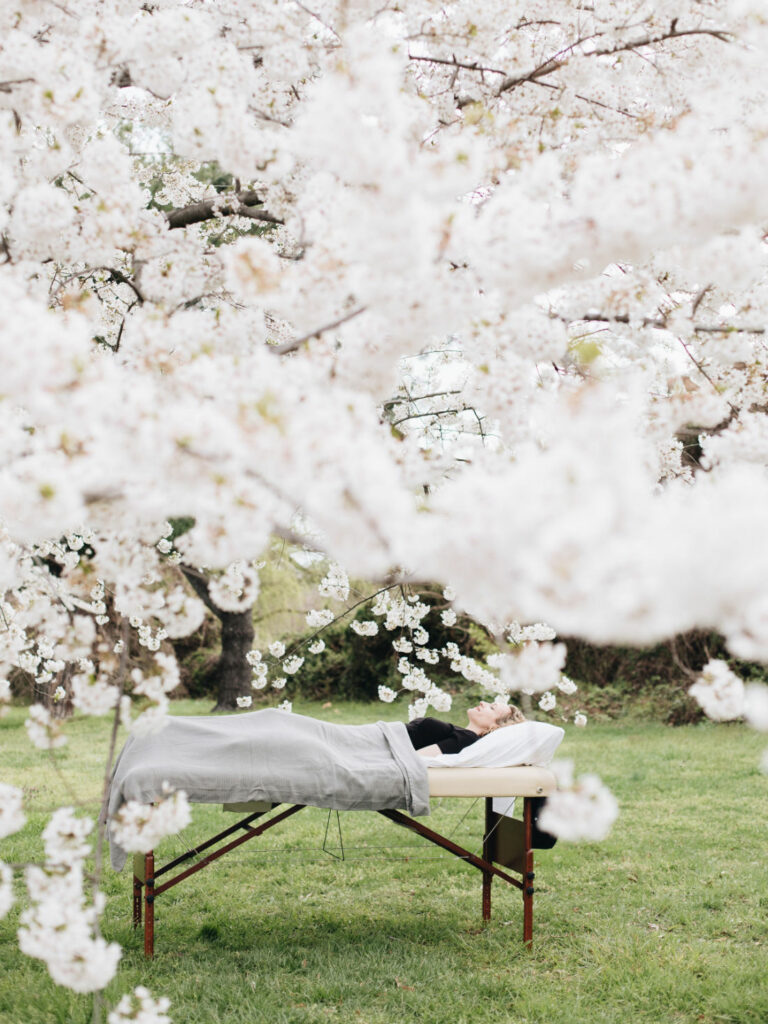 Field of Cherry Blossoms in Washington DC